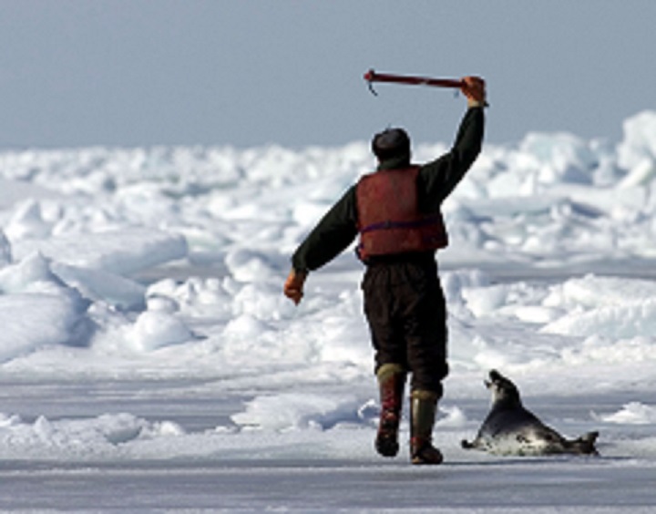 Trattate bene gli animali